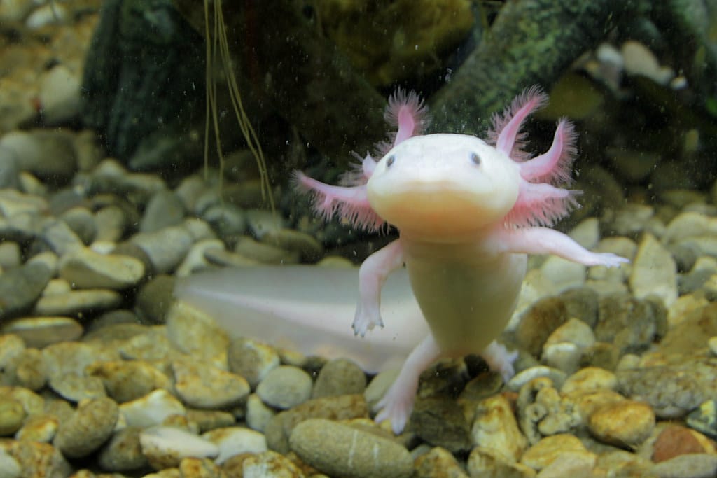 Axolotl Breakthrough: Scientists Unlock the Secret to Perfect Limb Regeneration