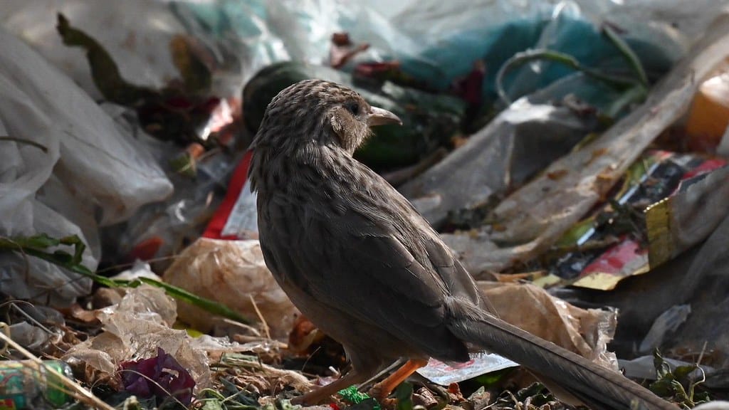 Malaysia Takes a Stand: No More American Plastic Waste
