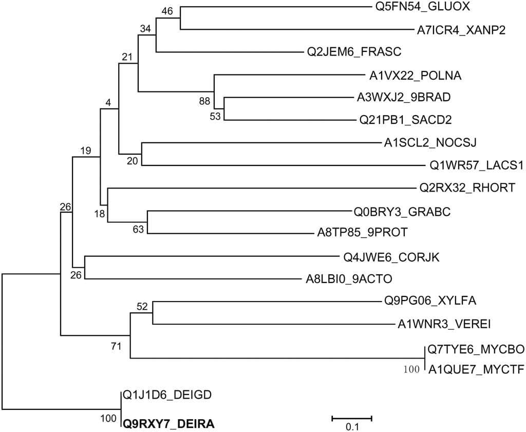 The Indestructible Microbe: Meet Deinococcus radiodurans, the Only Known Organism That Laughs at UV-C Light