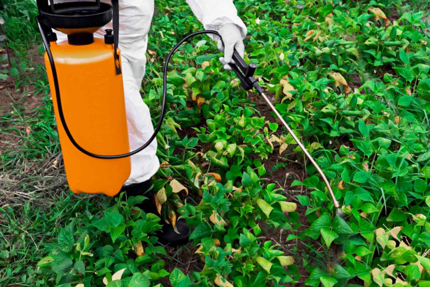 Weedkiller Ingredient Widely Used in US Damages Organs and Gut Bacteria, New Research Reveals