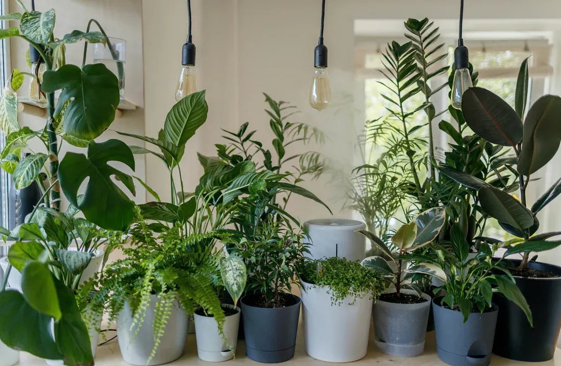 Scientists Transform Ordinary Houseplants Into Living Night Lights Using Nanoparticles
