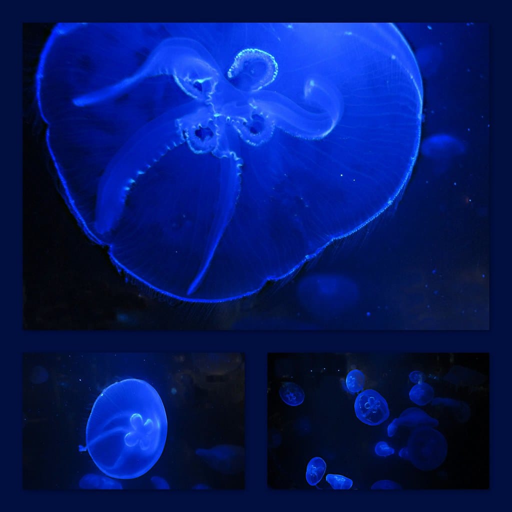 When Nature Strikes Back: Jellyfish Army Forces French Nuclear Plant Offline