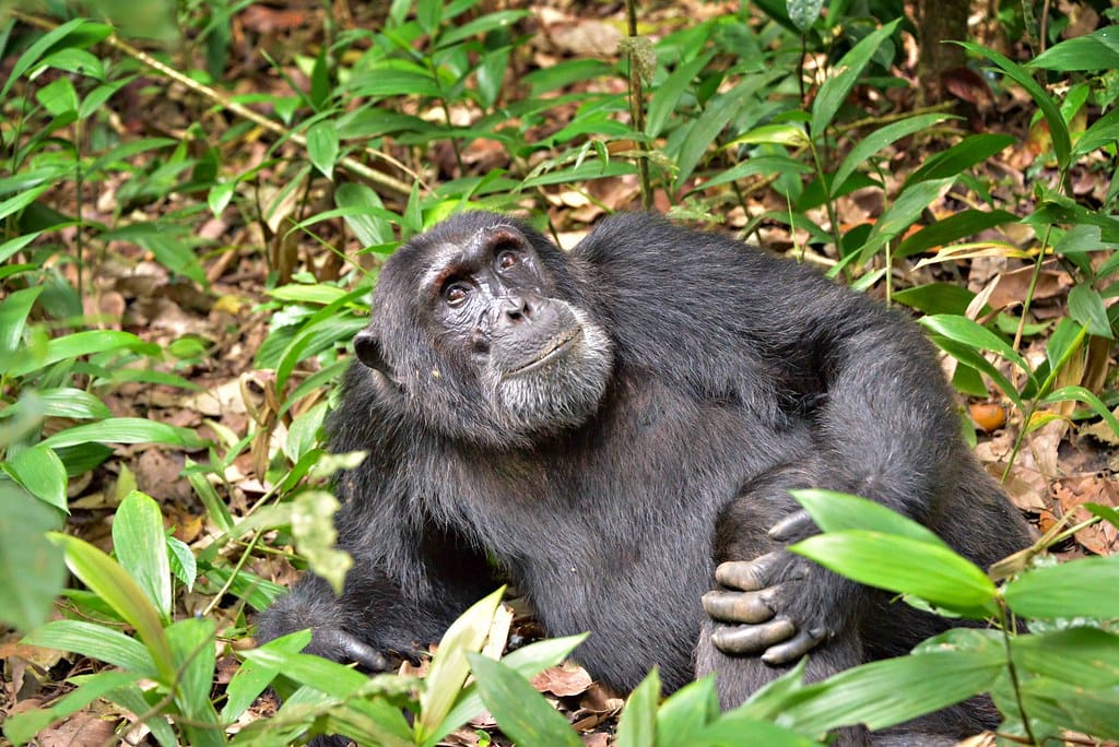 Wild Chimps Consume Equivalent of One Beer Daily Through Fermented Fruit, Groundbreaking Study Reveals