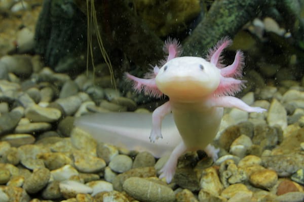 Axolotl Breakthrough: Scientists Unlock the Secret to Perfect Limb Regeneration