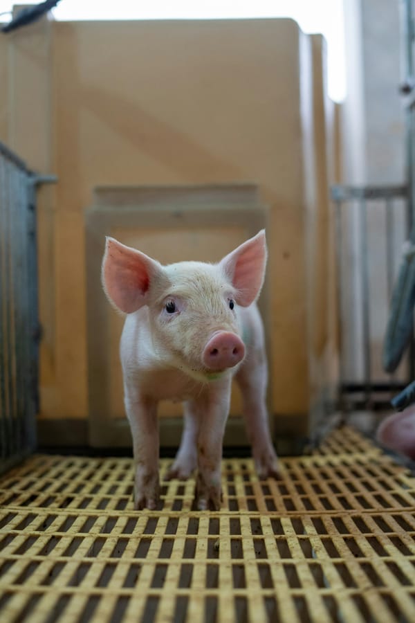 Scientists Successfully Grow Tiny Human Hearts Inside Pig Embryos: A Breakthrough That Could End Organ Shortages