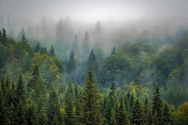 Trees Are Climate Superheroes: New Research Reveals Forests Cool Earth Far Beyond Carbon Storage