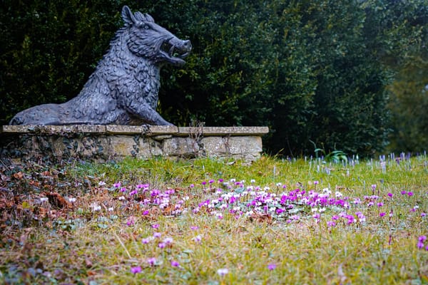 California's Blue Pig Mystery: When Wild Boars Turn Technicolor