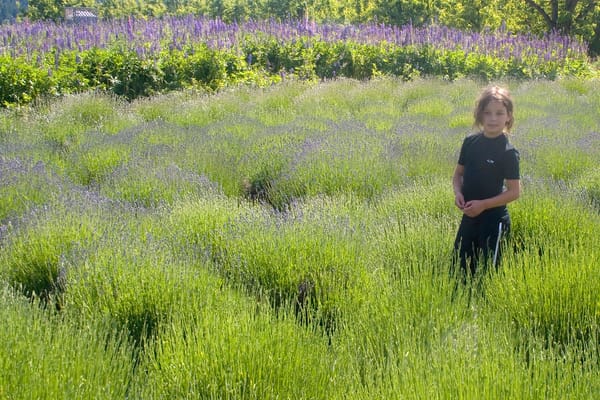 The Lavender Brain Boost: How This Simple Scent Could Enhance Your Gray Matter
