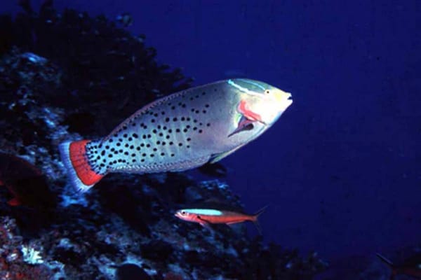 Coral Reefs Face Extinction as New Study Reveals They Cannot Adapt to Rising Ocean Temperatures